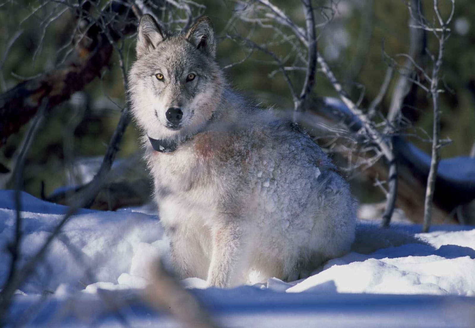 Lobo gris en la nieve en Yellowstone
